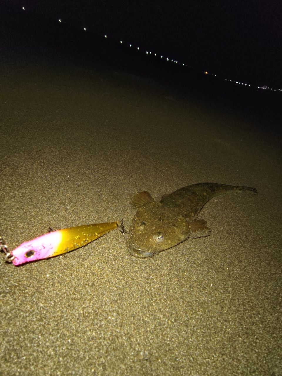 マゴチ