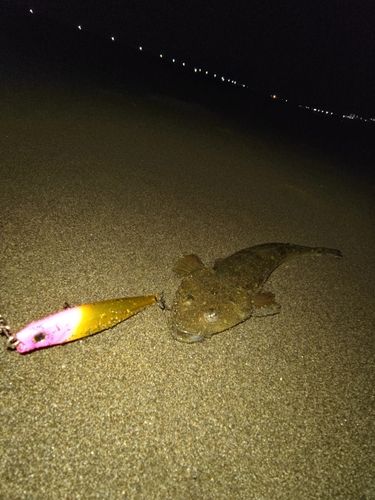 マゴチの釣果