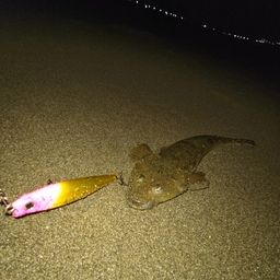 マゴチ