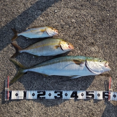 ワラサの釣果