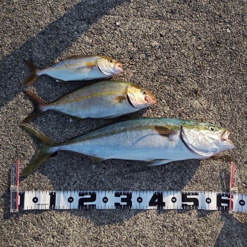 ワラサの釣果