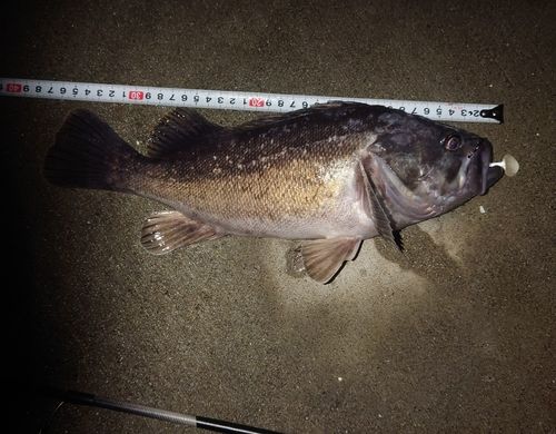 クロソイの釣果