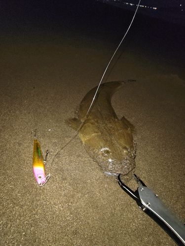マゴチの釣果