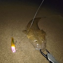 マゴチ