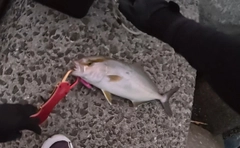 ネリゴの釣果
