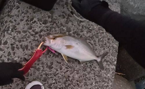 ネリゴの釣果