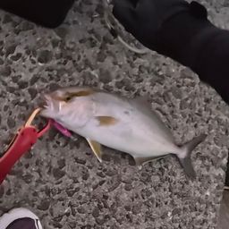 ネリゴ