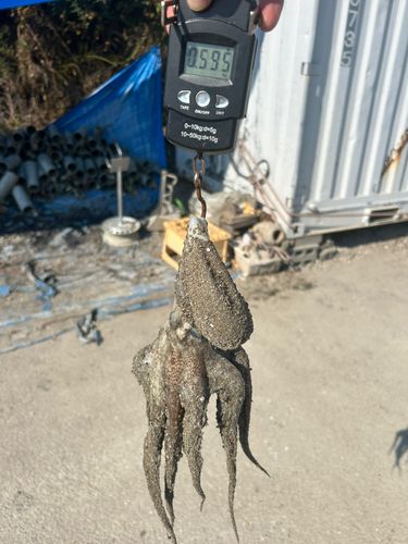 タコの釣果