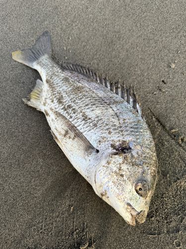 キビレの釣果