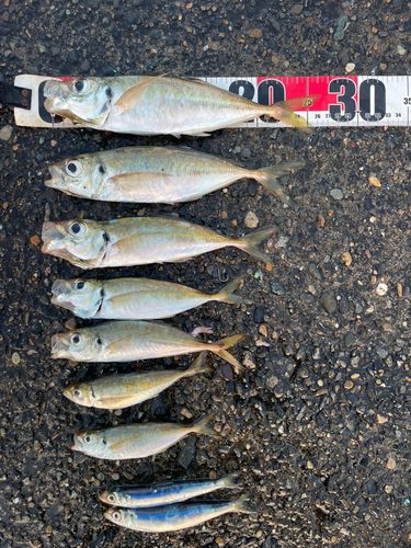 タチウオの釣果