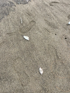 キスの釣果