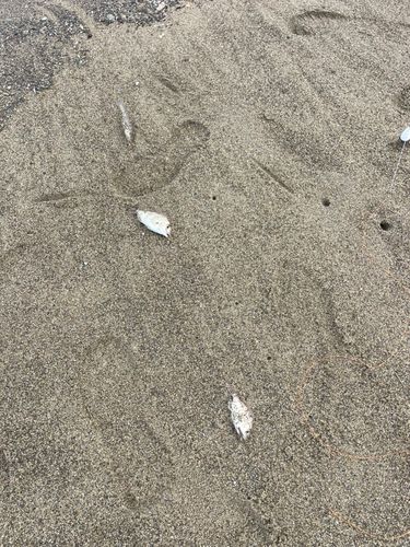 キスの釣果