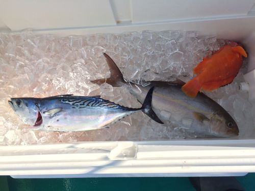 カンパチの釣果