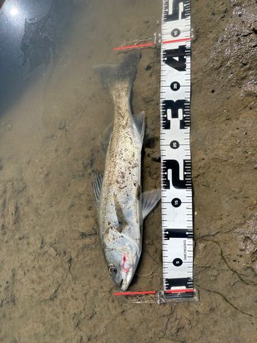 フッコ（マルスズキ）の釣果