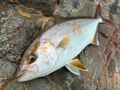 ショゴの釣果