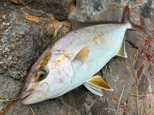 ショゴの釣果