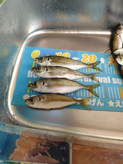 アジの釣果