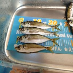 アジ