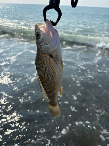 イシモチの釣果