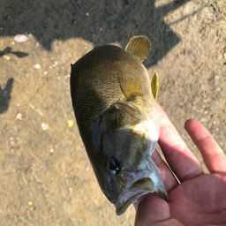 スモールマウスバス