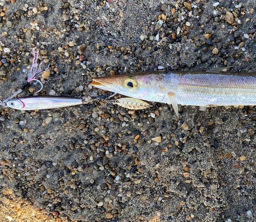 カマスの釣果