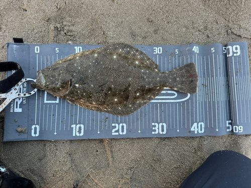 ヒラメの釣果