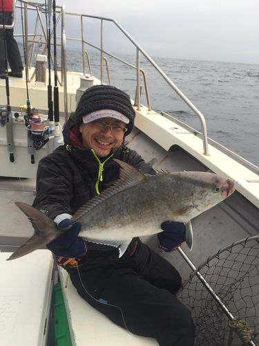カンパチの釣果