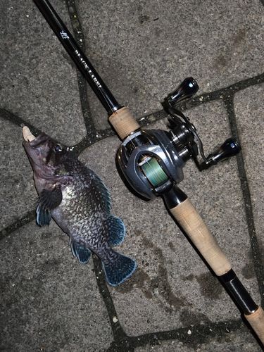 マゾイの釣果