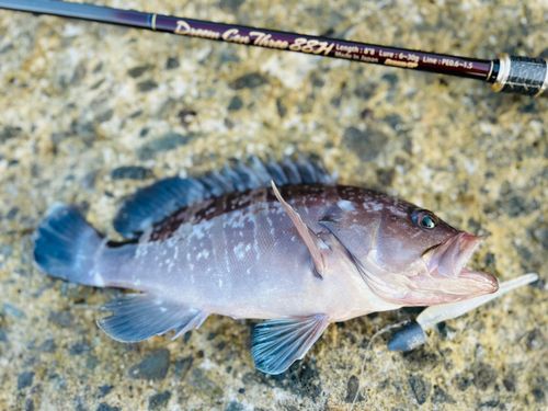 マハタの釣果