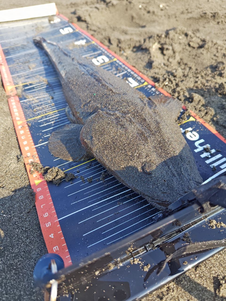マゴチ