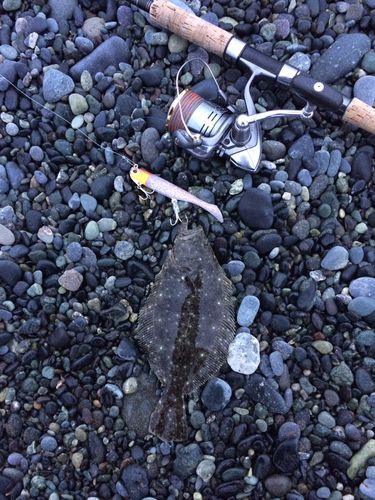 ソゲの釣果