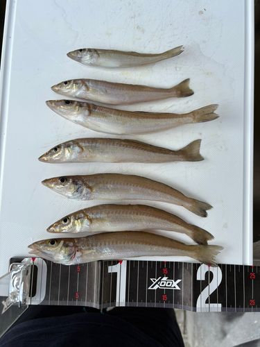 キスの釣果