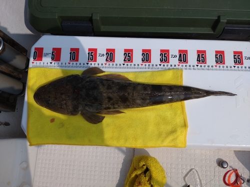 マゴチの釣果