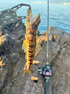 エソの釣果
