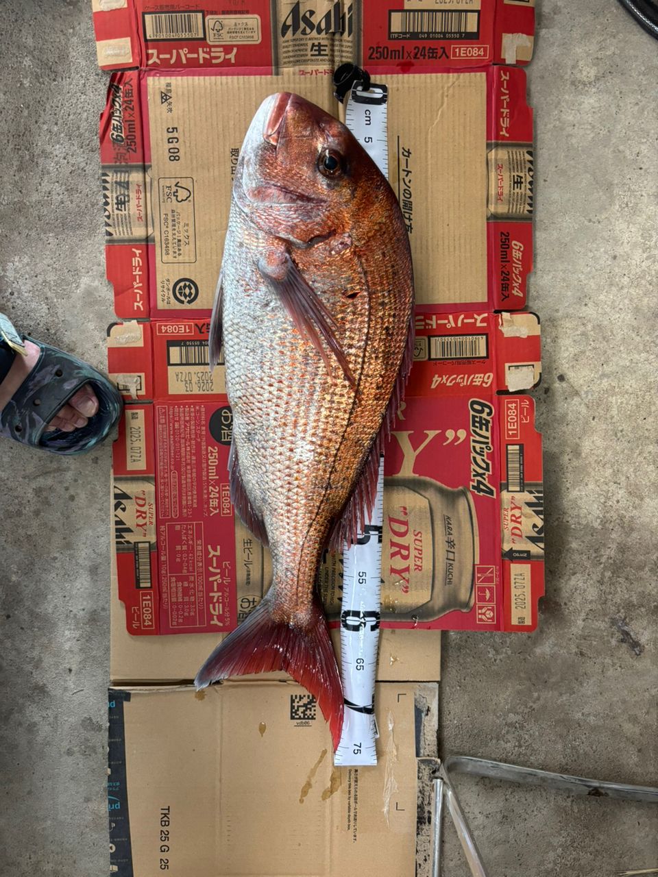 MASA47さんの釣果 3枚目の画像