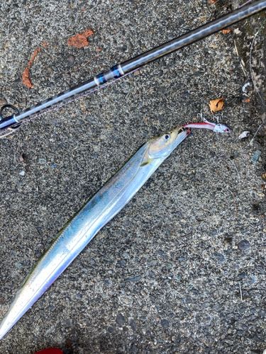 タチウオの釣果