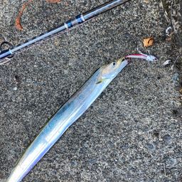 タチウオ