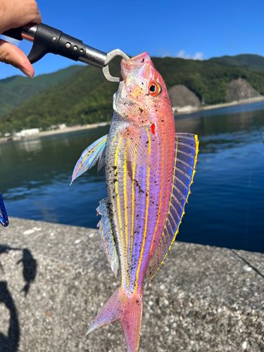イトヨリダイの釣果