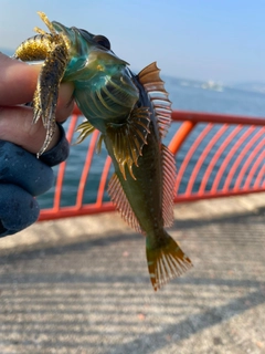 アナハゼの釣果