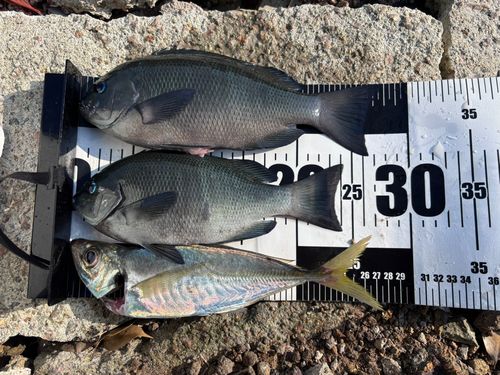 メジナの釣果