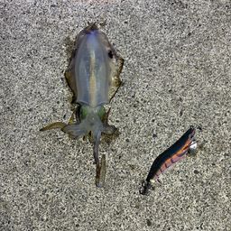 アオリイカ