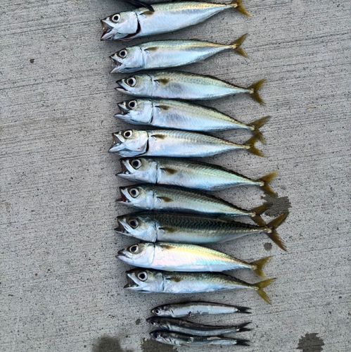 サバの釣果