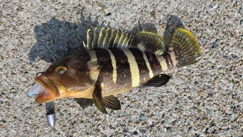 アオハタの釣果