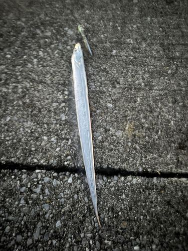 タチウオの釣果