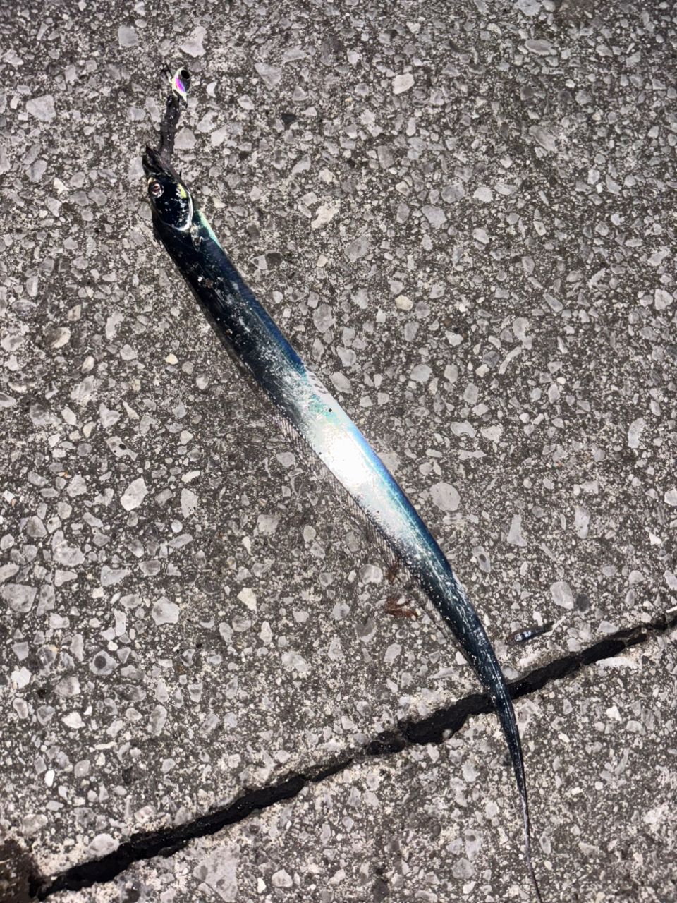 タチウオ