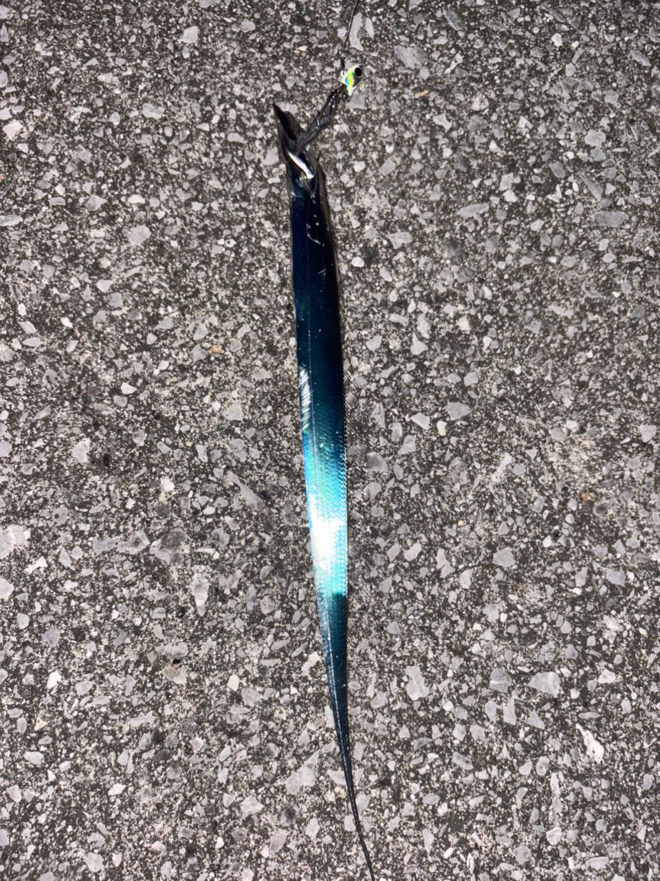 タチウオ