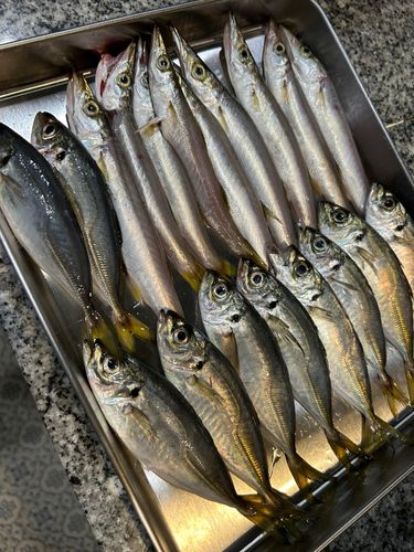 アジの釣果