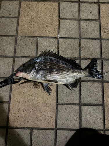 クロダイの釣果