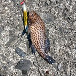 オオモンハタ
