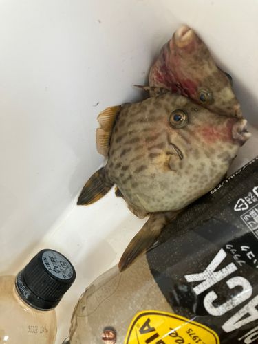 カワハギの釣果